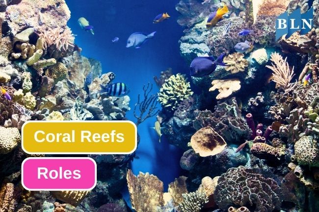 5 Coral Reef Roles To Aquatic Ecosystem